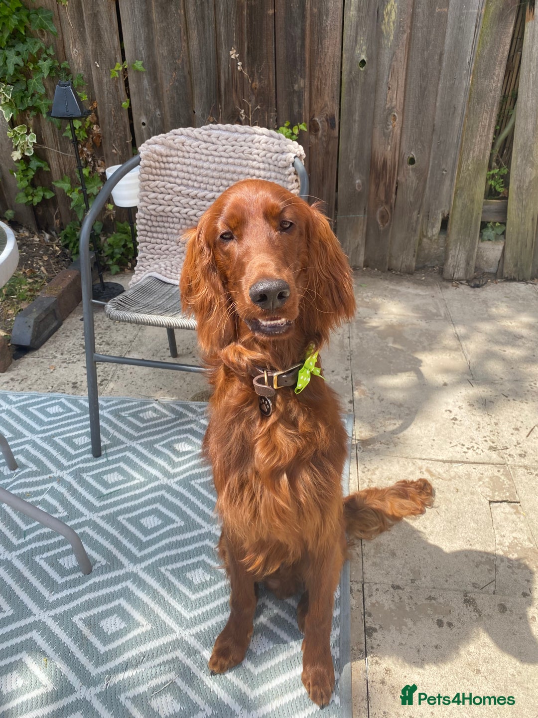 Irish Setter dogs for sale: Male Irish Red Setter 1 year old KC Reg - Image 6
