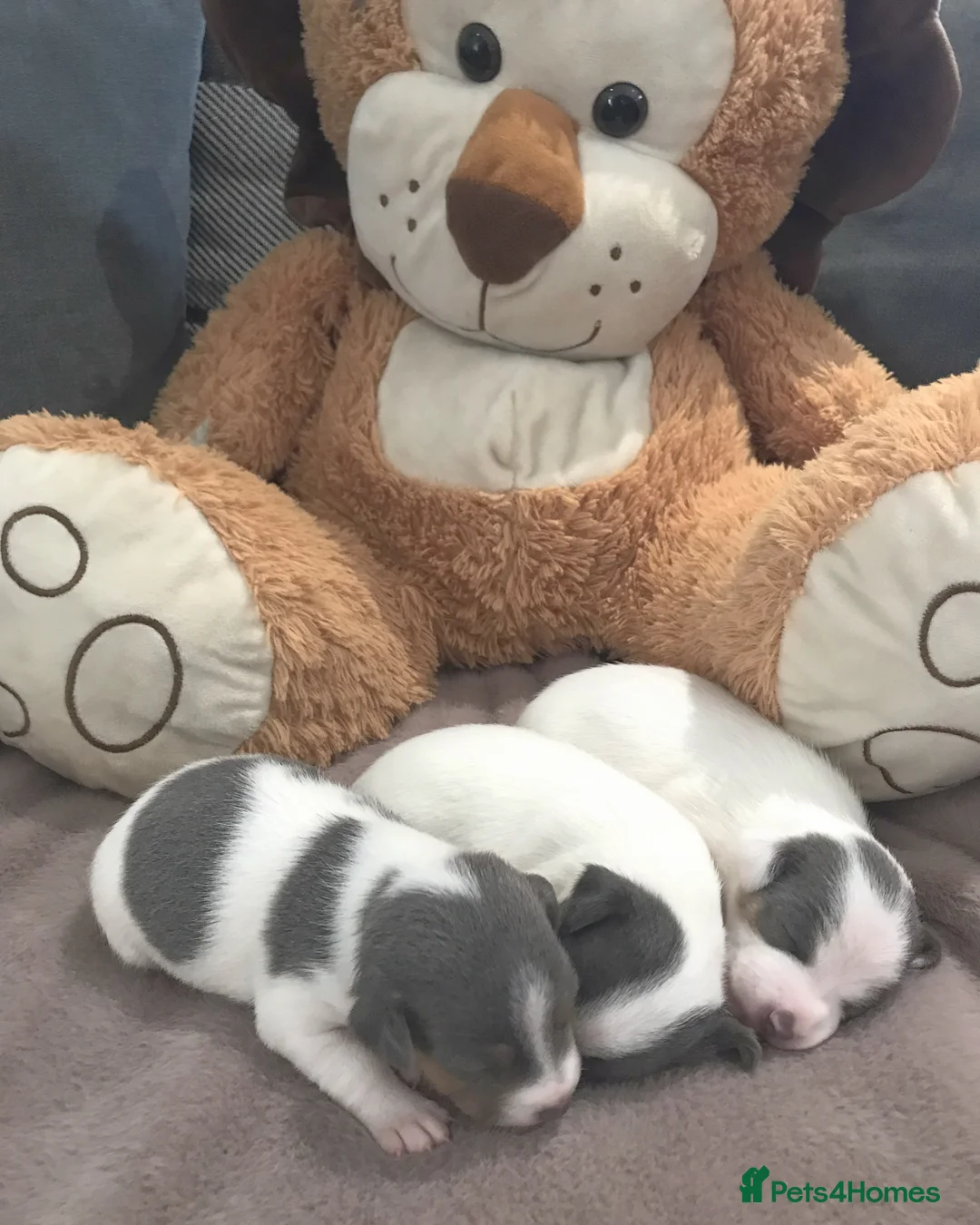 Jack Russell dogs for stud: Blue tri carrying chocolate miniature Jack Russell in Bradford - Advert 15