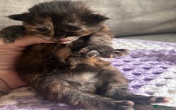 Maine Coon cats for sale: Maine coon x BSH babies  - Image 1
