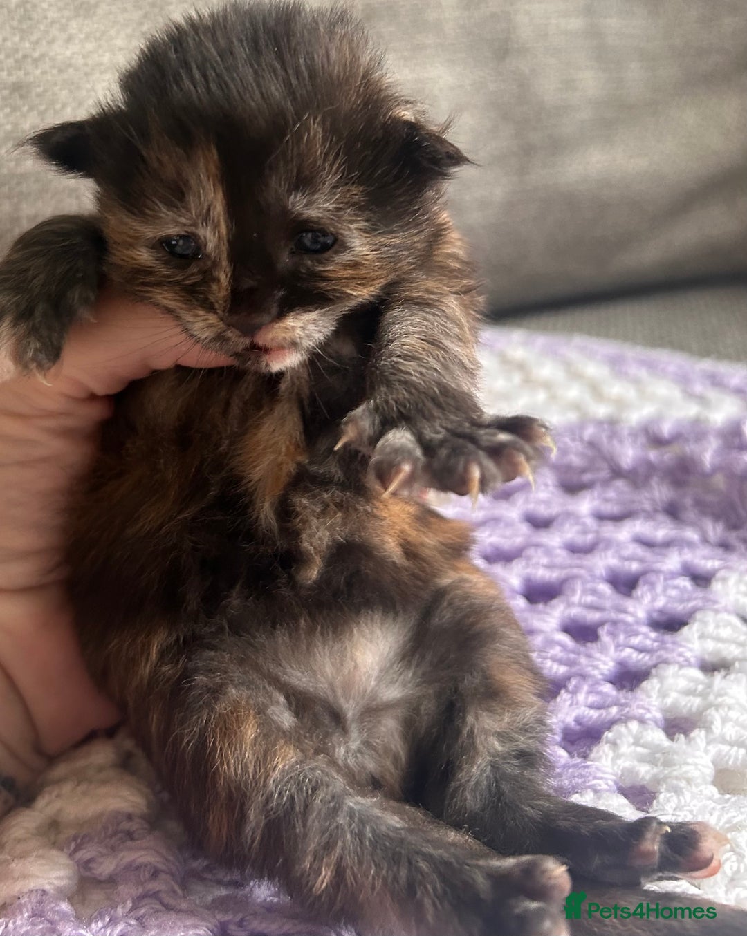 Maine Coon cats for sale: Maine coon x BSH babies  - Image 1
