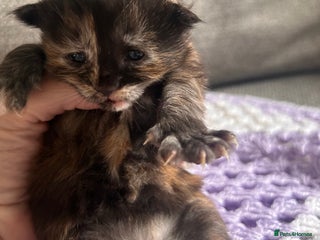 Maine Coon cats for sale - Advert 1