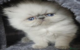 Persian cats for stud: GCCF REGISTERED PERSIAN STUD CHAMPION LINES PROVEN in London - Image 13