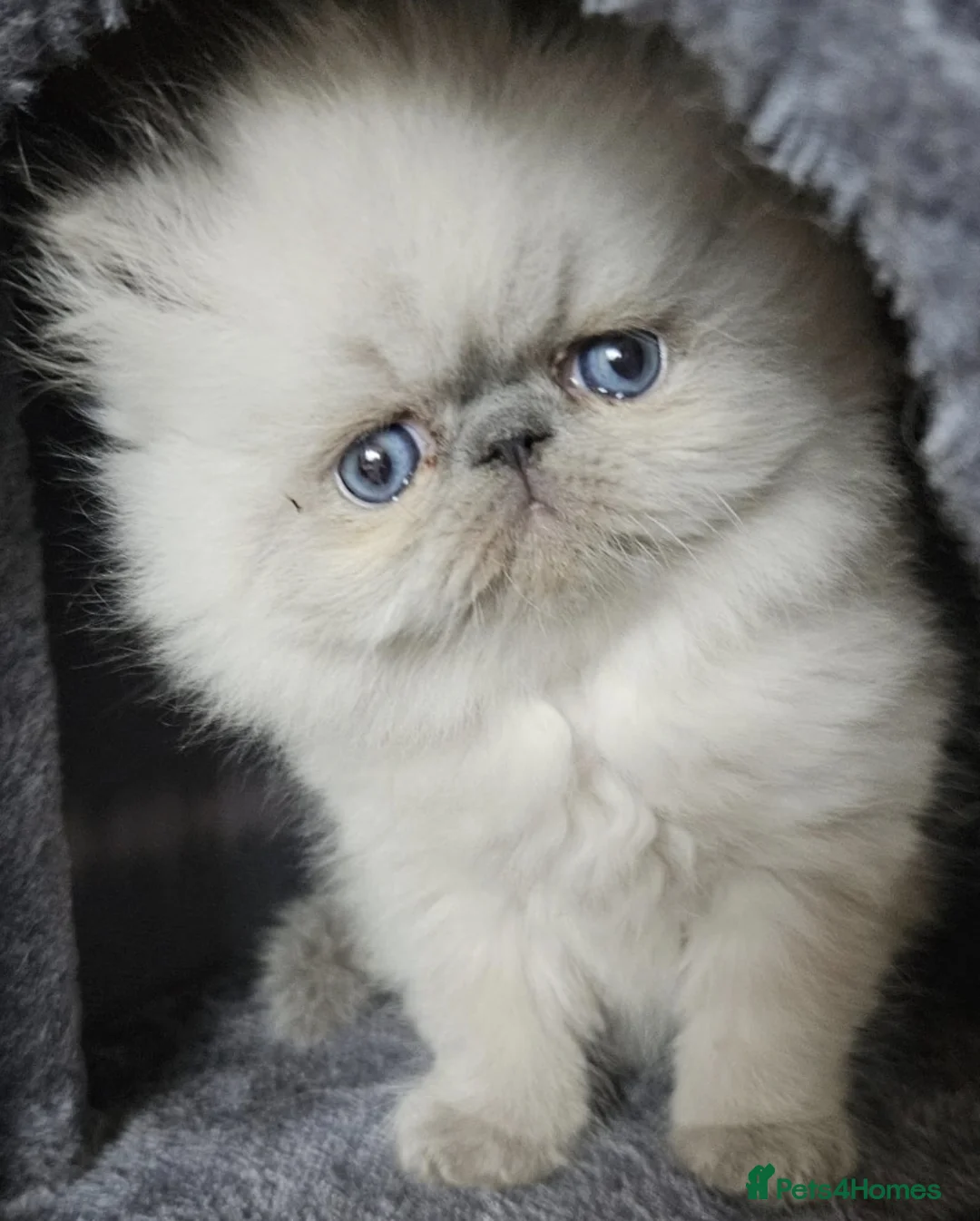 Persian cats for stud: GCCF REGISTERED PERSIAN STUD CHAMPION LINES PROVEN in London - Advert 20