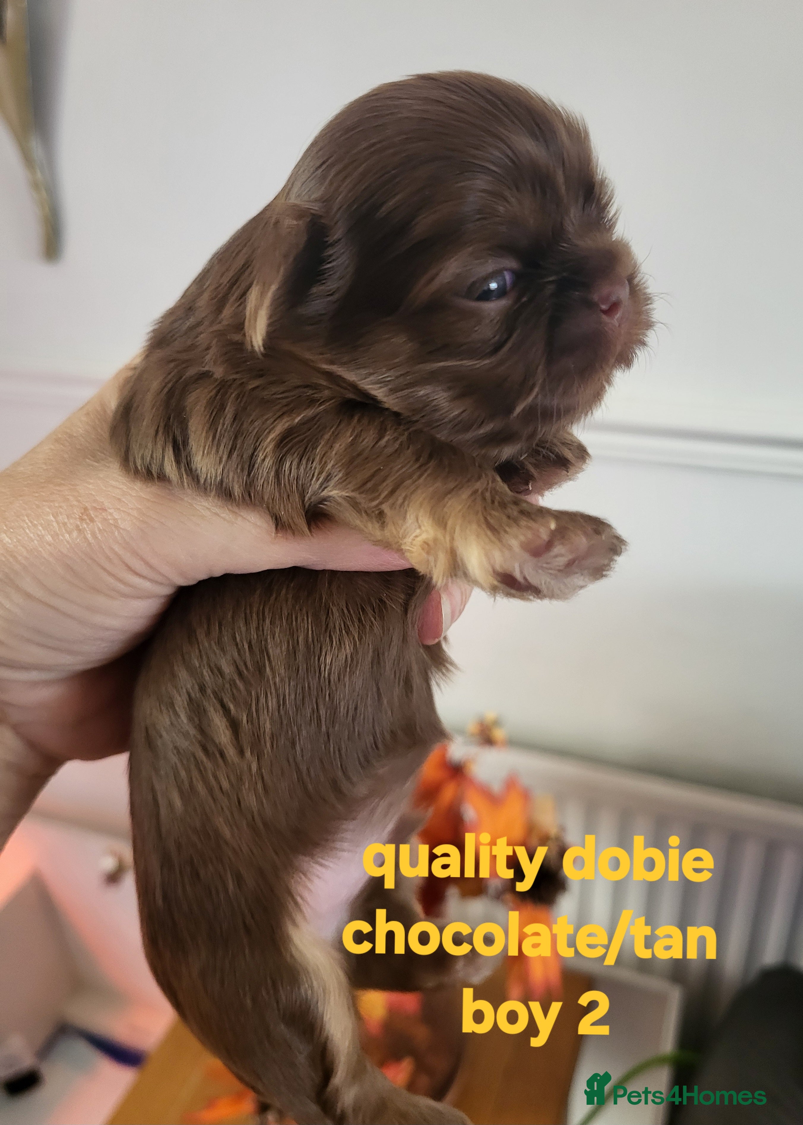 Shih Tzu dogs Imperial shih tzu  - Advert 6
