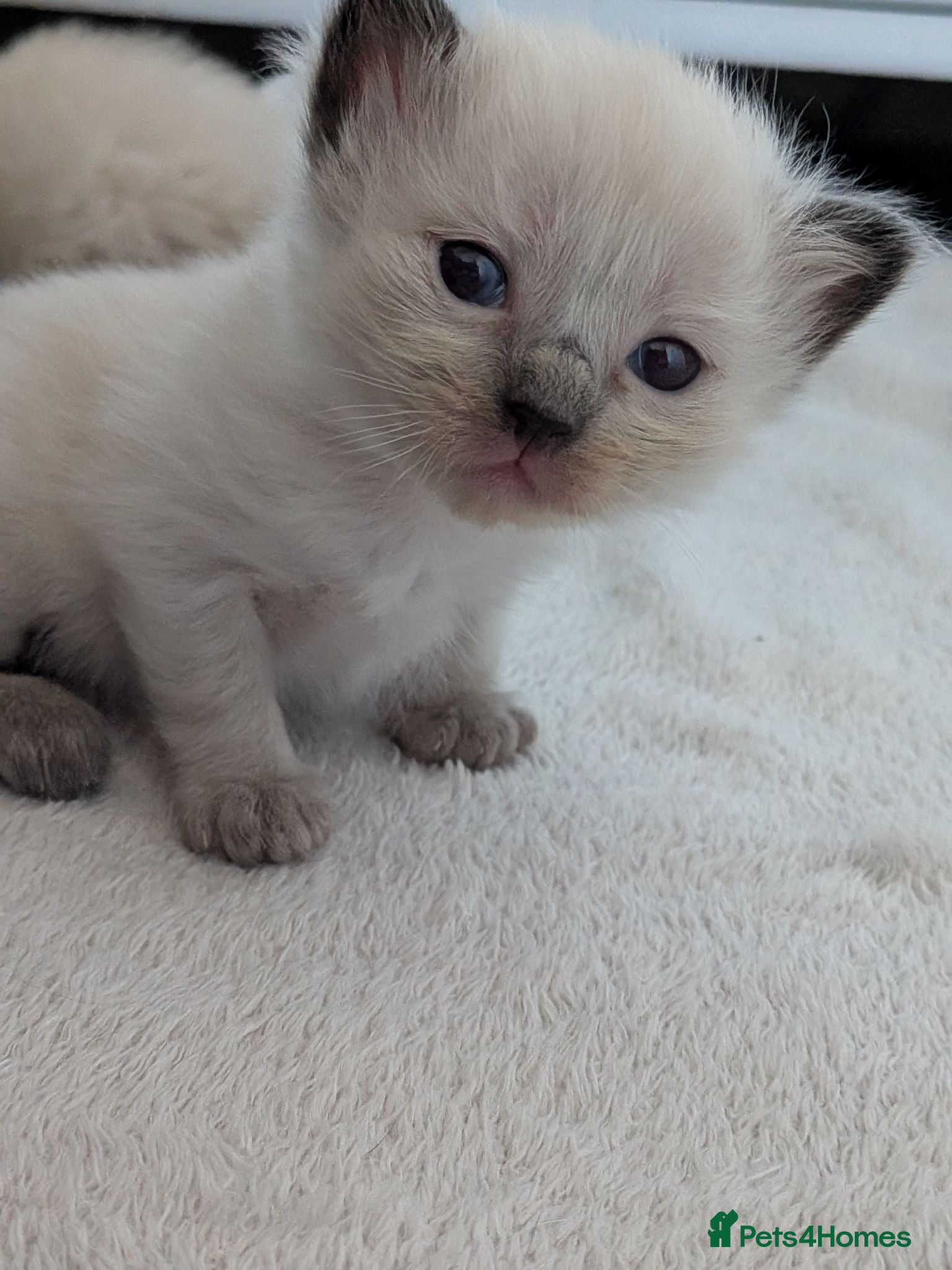 Ragdoll cats ⭐4 beautiful pure ragdolls ⭐3 weeks old 😻 - Advert 8
