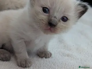 Ragdoll cats ⭐4 beautiful pure ragdolls ⭐3 weeks old 😻 - Advert 8