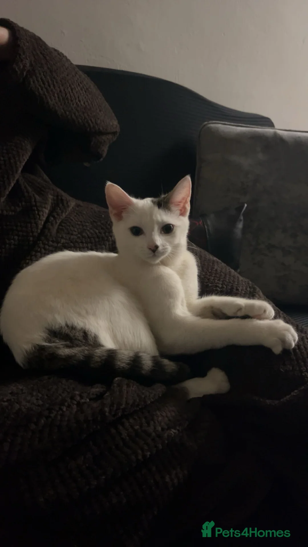 Domestic Shorthair cats for sale: Cat for sale  - Advert 2