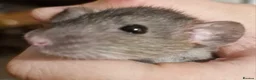 Rat rodents for sale: Baby rats, boys and girls. - Advert 6