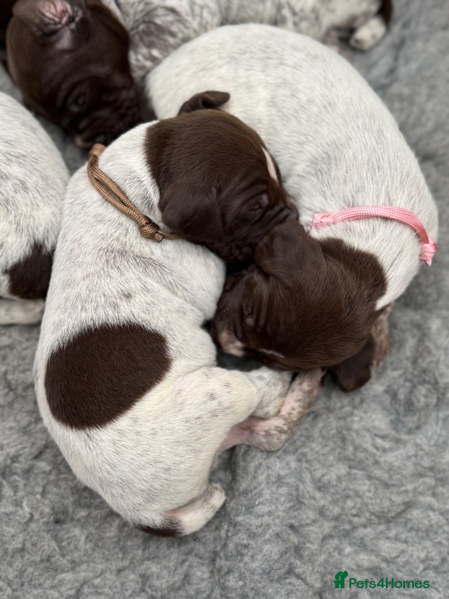 German Shorthaired Pointer dogs 🐾 2 x KC Registered German Shorthaired Pointers - Advert 2