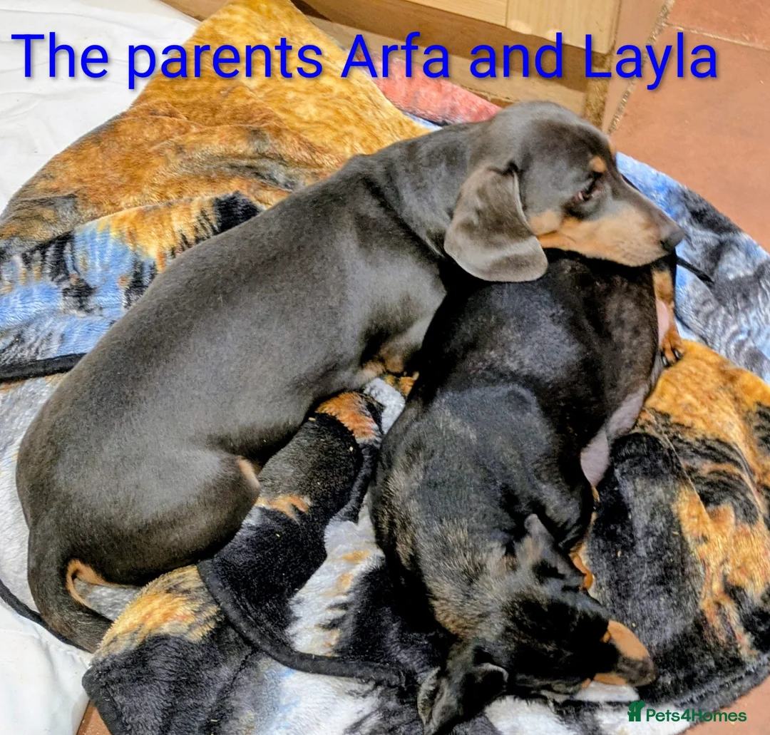 Miniature Dachshund dogs for sale: KC Reg Mini Dachshund Puppies –Loving Homes Only!  - Advert 21