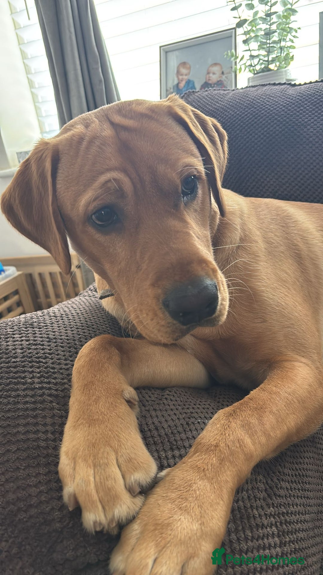 Labrador Retriever dogs for sale: Jack the Labrador  - Advert 3