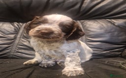 Cocker Spaniel dogs for sale: Stunning kc working cocker spaniels - Image 20