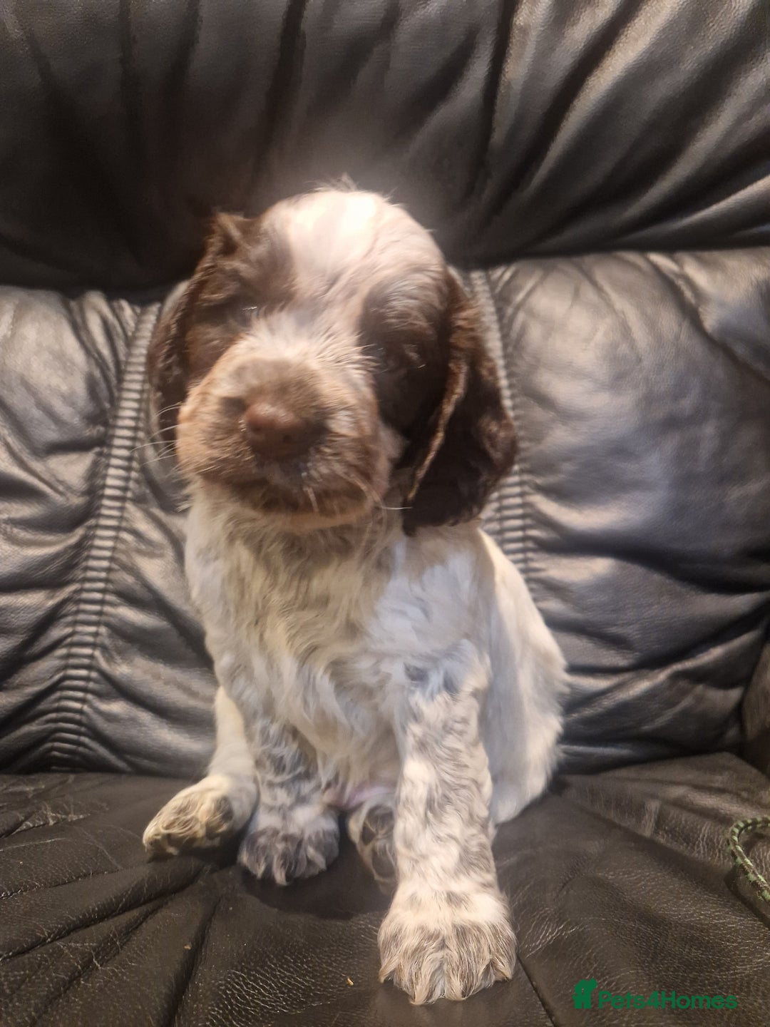 Cocker Spaniel dogs for sale: Stunning kc working cocker spaniels - Image 20