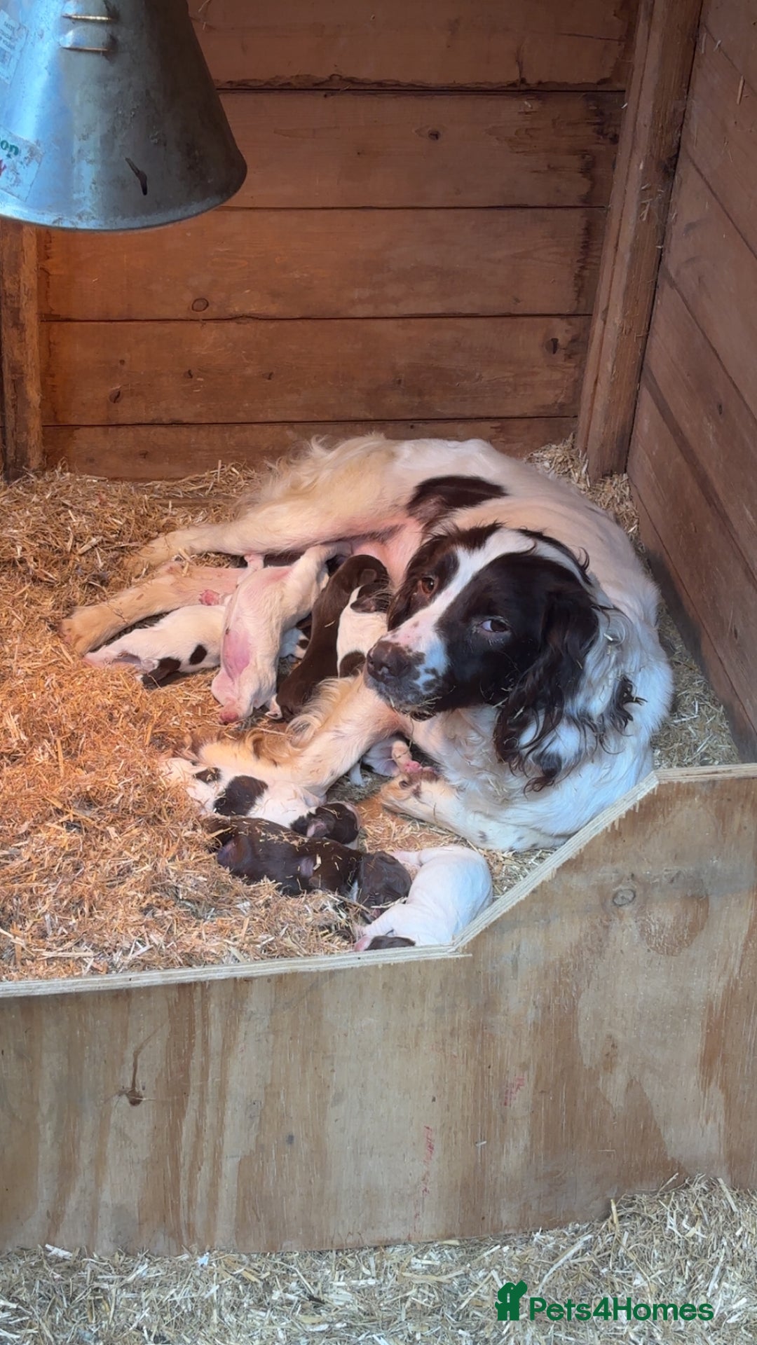 Sprocker dogs for sale: Sprocker boy pup - Image 7