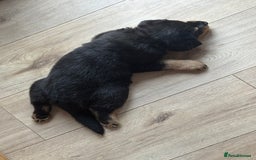 Mixed Breed dogs for sale: Rottweiler x puppys - Image 4