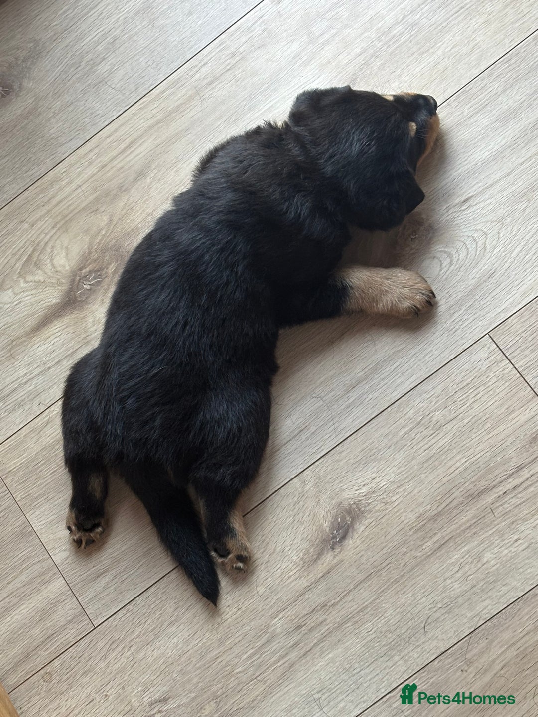 Mixed Breed dogs for sale: Rottweiler x puppys - Image 4