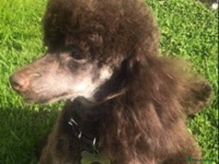 Toy Poodle dogs in Middlesbrough - Advert 3