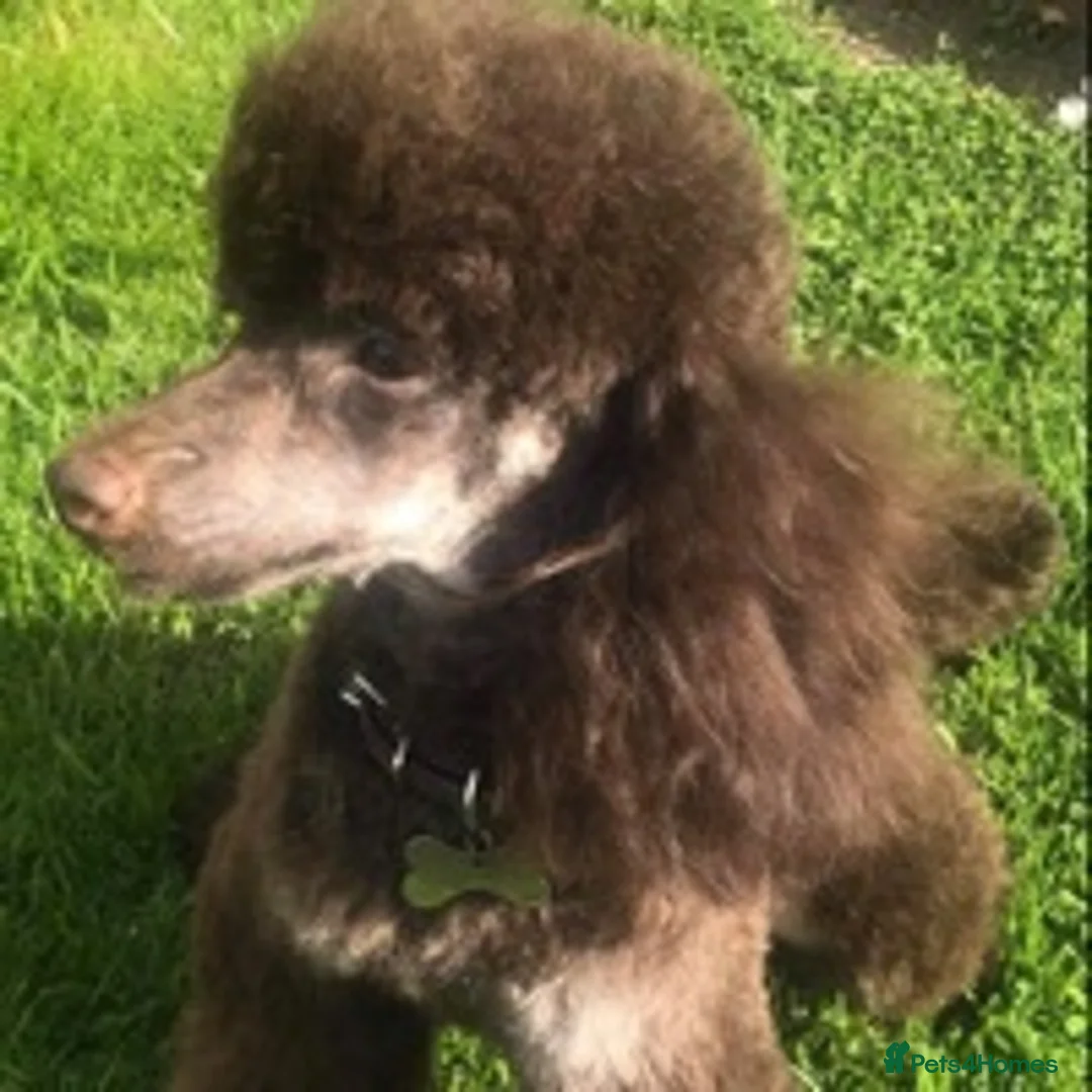 Toy Poodle dogs for stud: Percy KC Chocolate Phantom Toy Poodle Stud in Middlesbrough - Advert 1