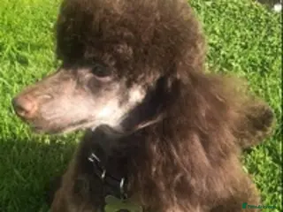 Toy Poodle dogs Percy KC Chocolate Phantom Toy Poodle Stud in Middlesbrough - Advert 7