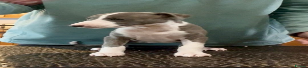 Whippet Puppy 9