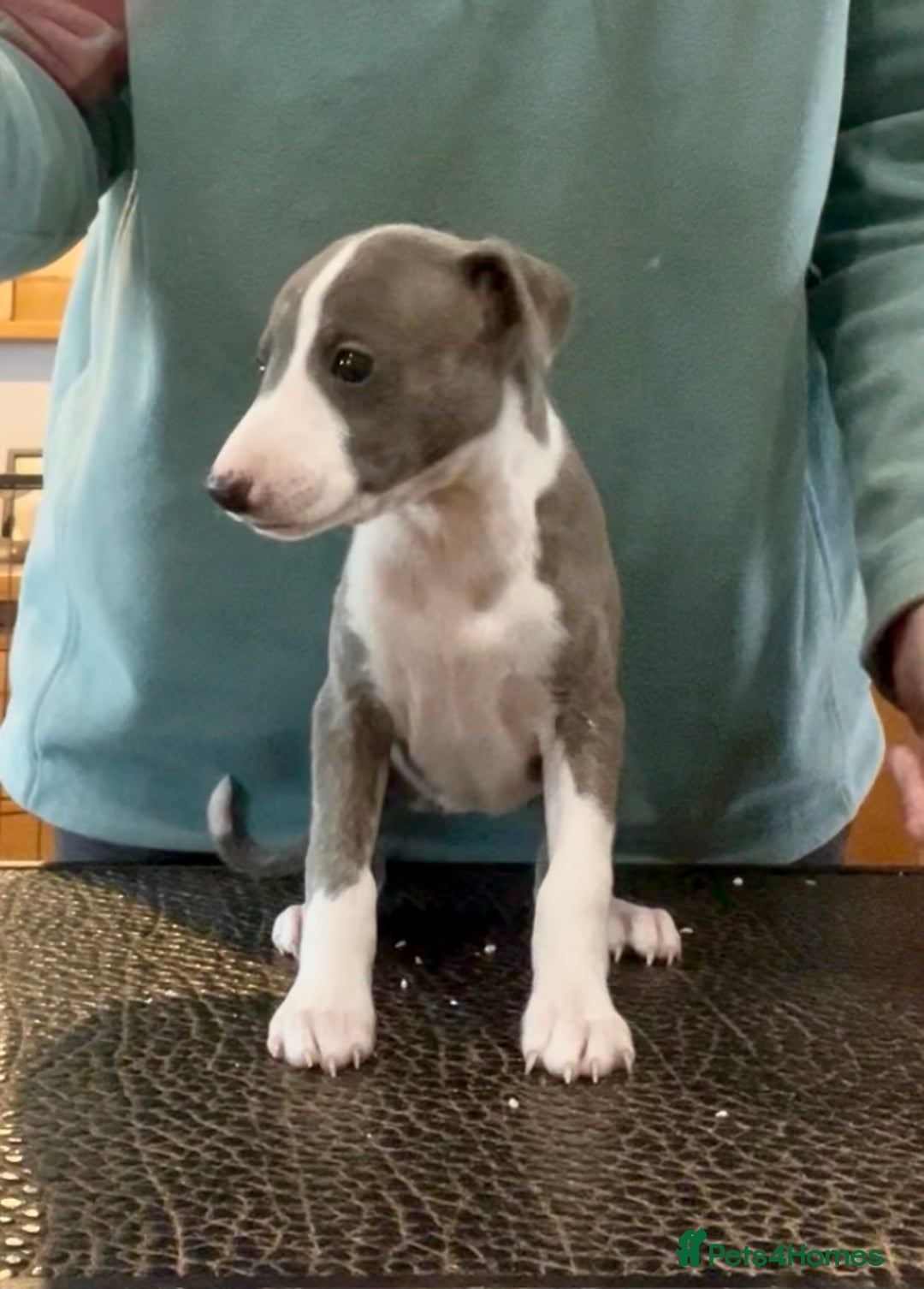 Whippet dogs for sale: Show Quality Blue Brindle KC Registered Whippets - Image 29