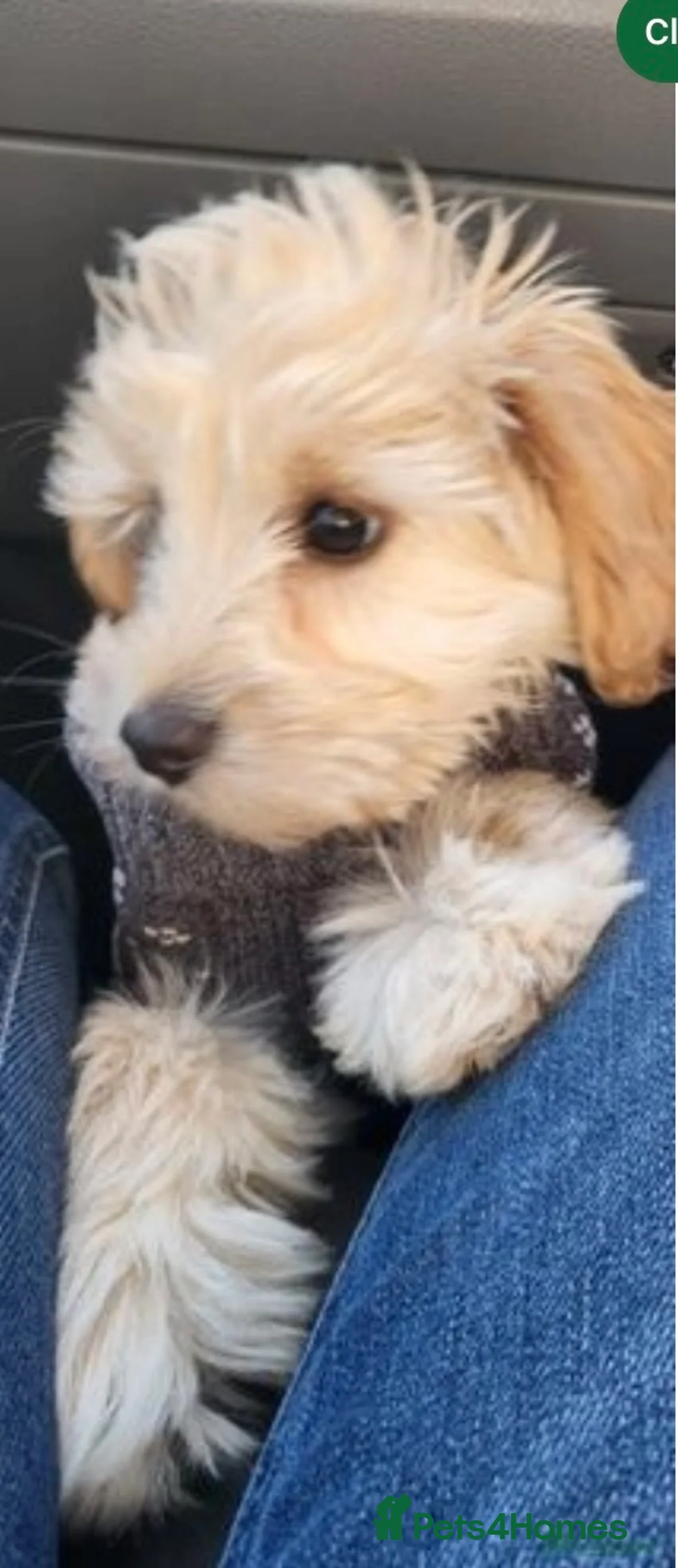 Miniature Schnauzer dogs for stud: KC Reg Choc/White Min Schnauzer MAC +BVA Clear in Coventry - Advert 31