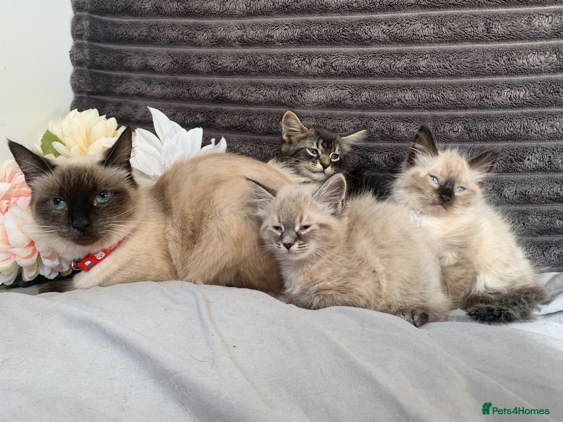 Siamese cats BEAUTIFUL BABIES AVAILABLE  - Advert 2