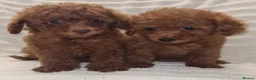 Toy Poodle dogs for sale: Deep red toy poodle pups due in 5 weeks  - Advert 9