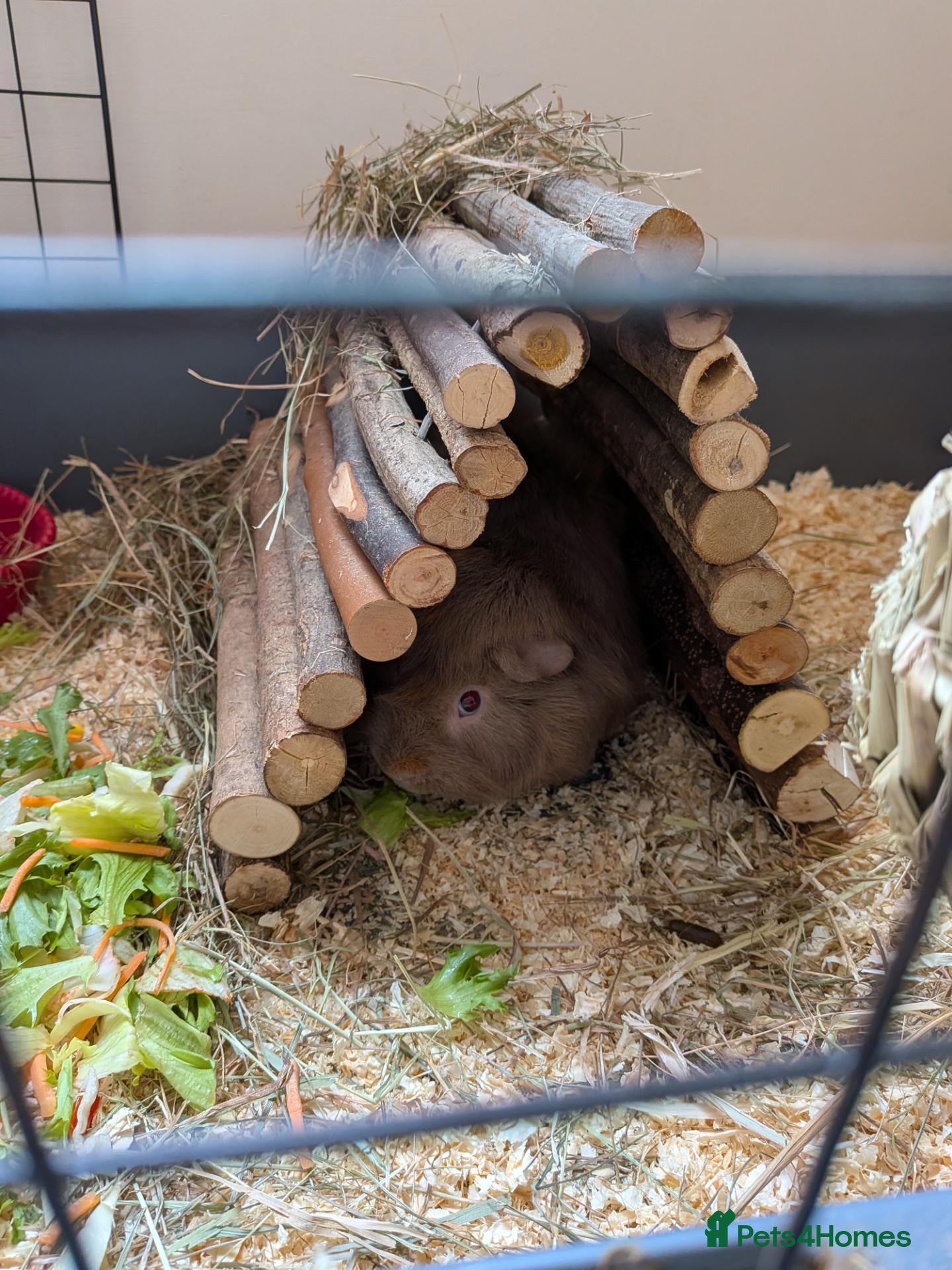 Guinea Pig rodents Free guinea pig - Advert 1
