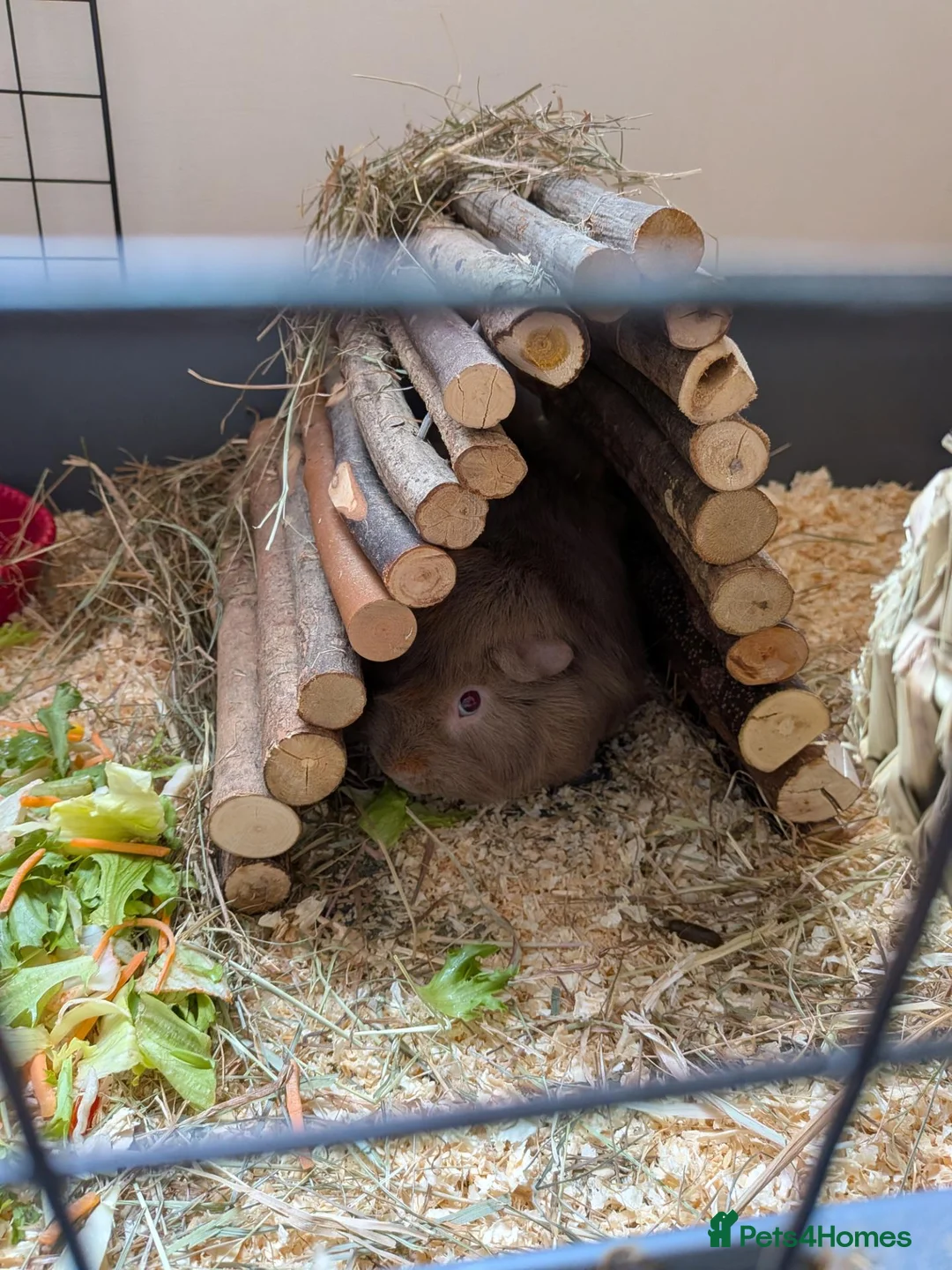 Guinea Pig rodents for sale: Free guinea pig in Loughborough - Advert 1