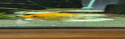 Angelfish fish for sale: Blue Ghost and Koi angelfish (separate/pair) - Advert 4