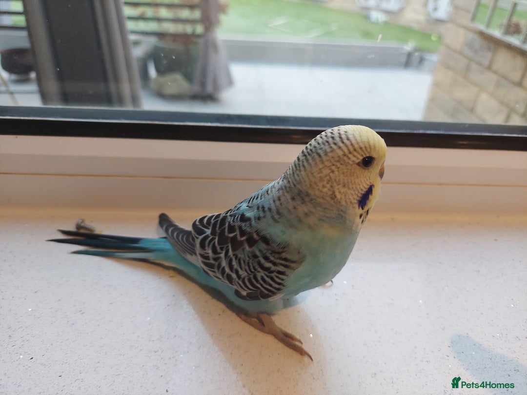 Budgerigars birds for sale: Tame Baby Budgies - Advert 18