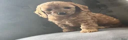 Cavapoo dogs for sale: F2 puppies  - Advert 7