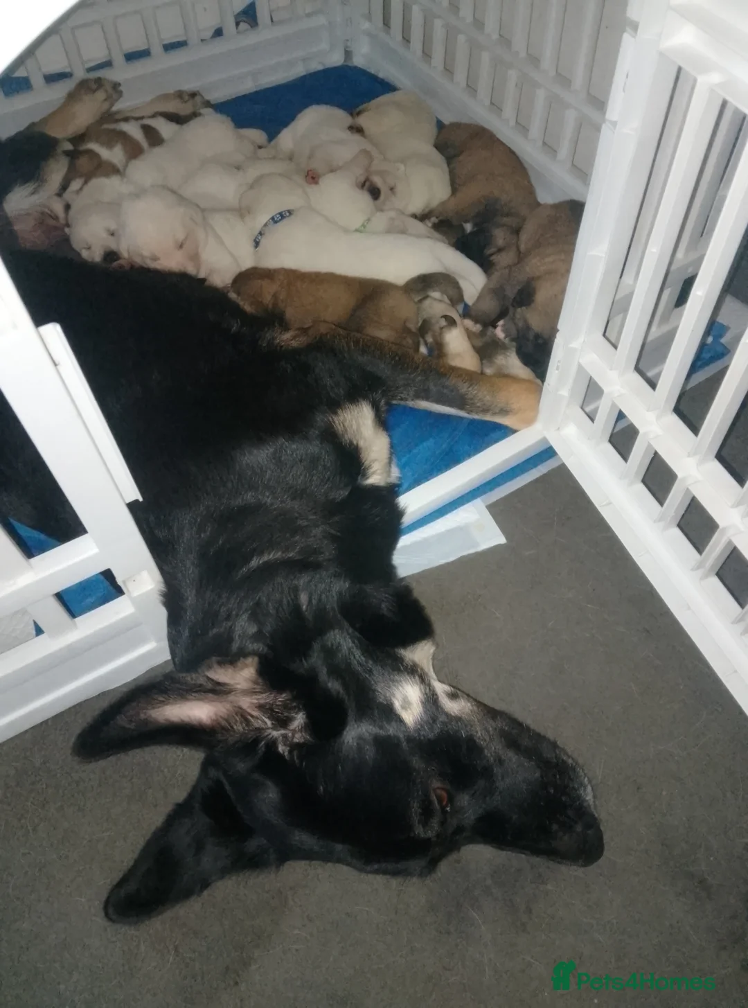 Mixed Breed dogs for sale: Akita mix  - Advert 11