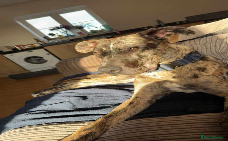 Mixed Breed dogs Urgent re home  - Advert 13