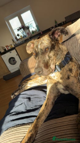 Mixed Breed dogs Urgent re home - Advert 13