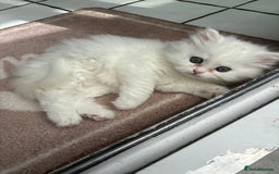 Persian cats for sale: Persian kittens for sale - Image 9
