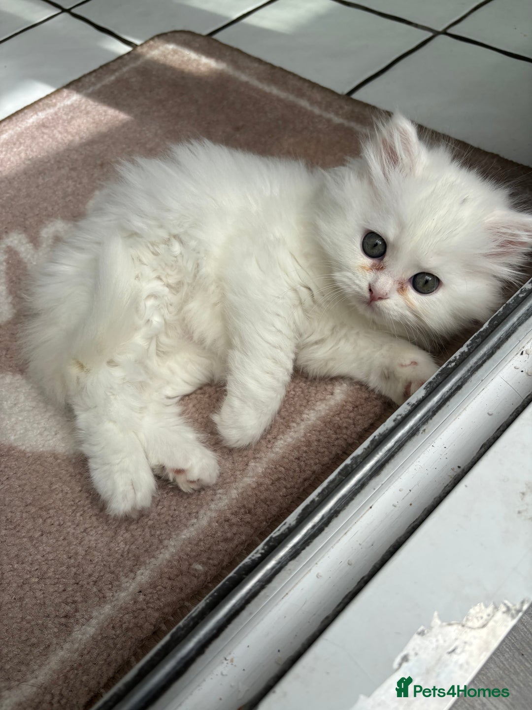 Persian cats for sale: Persian kittens for sale - Image 9
