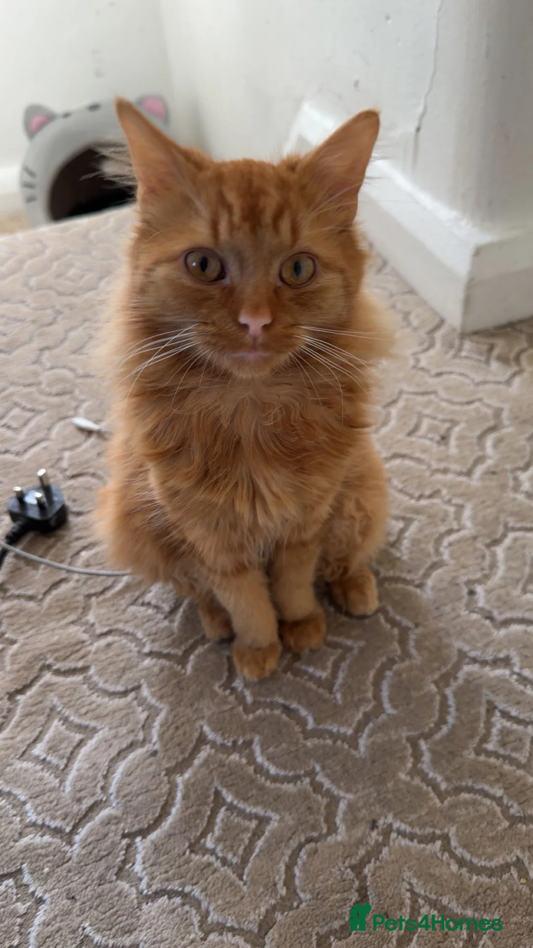 Mixed Breed cats for sale: 2 mixed cats and 1 maincoon - Advert 2