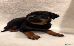 Rottweiler dogs for sale: ROTTWEILER PUPPIES. KC REG. - Advert 13