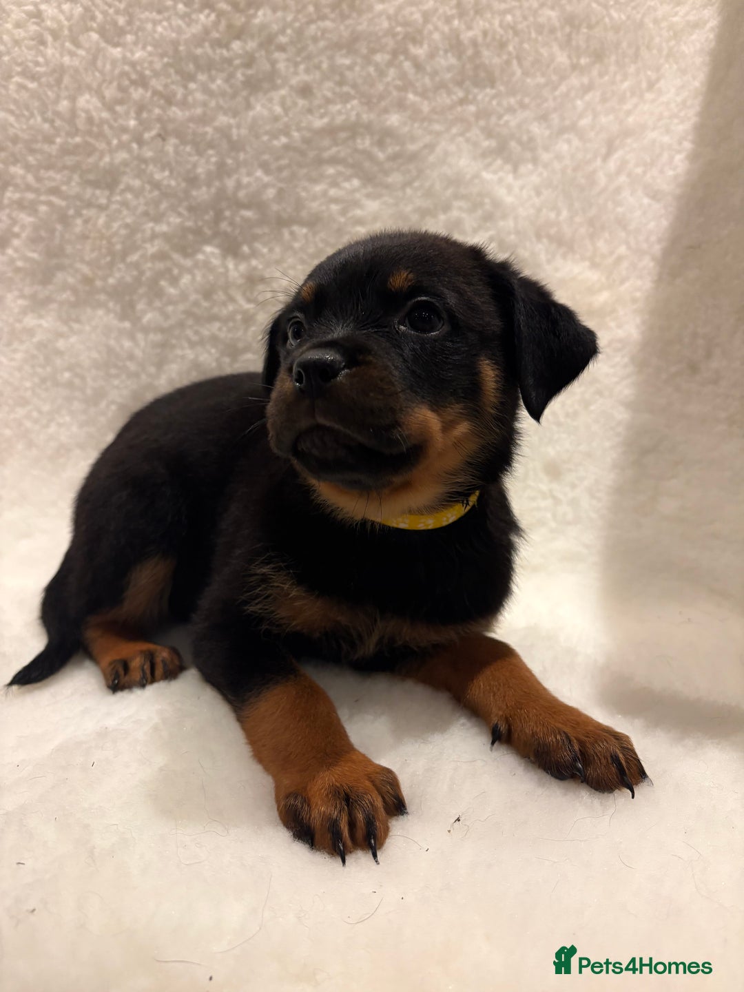 Rottweiler dogs for sale: ROTTWEILER PUPPIES. KC REG. - Advert 13