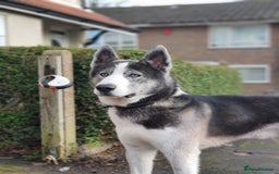 Siberian Husky dogs for sale: Demon - Image 9