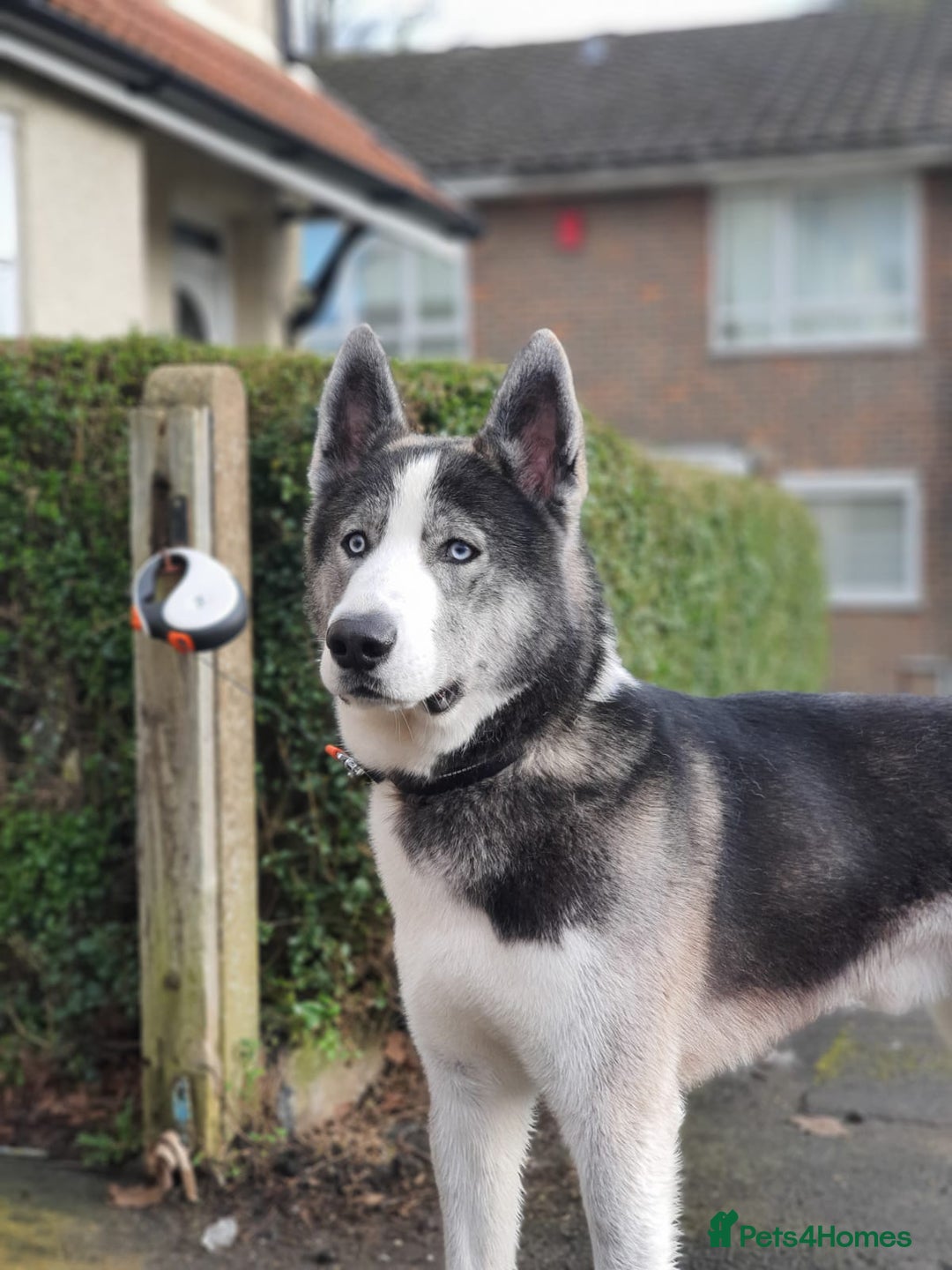 Siberian Husky dogs for sale: Demon - Image 9