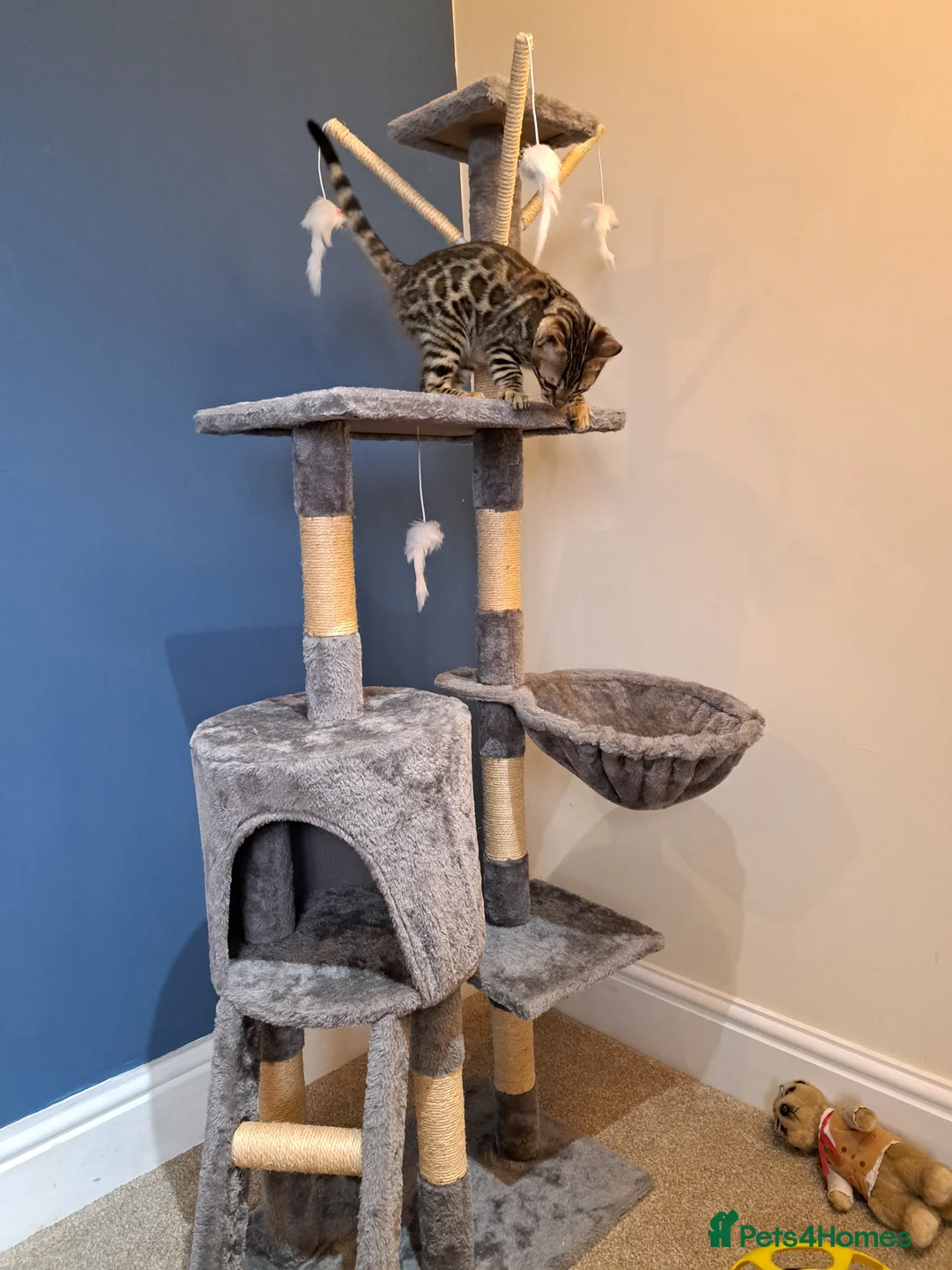 Bengal cats for sale: Stunning TICA Bengal Kitten - Advert 4