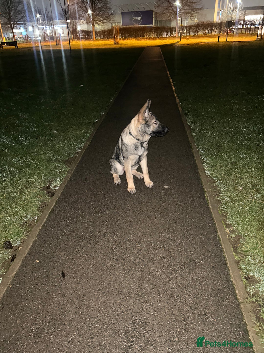 German Shepherd dogs for sale: Sasha the Shepard  - Advert 3