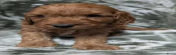 Cockapoo dogs for sale: Quality DNA Clear Cockapoo Puppies  - Advert 11