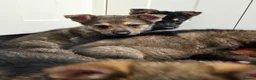 German Shepherd dogs for sale: KC Registered & Health Tested Working Line Puppies - Advert 19