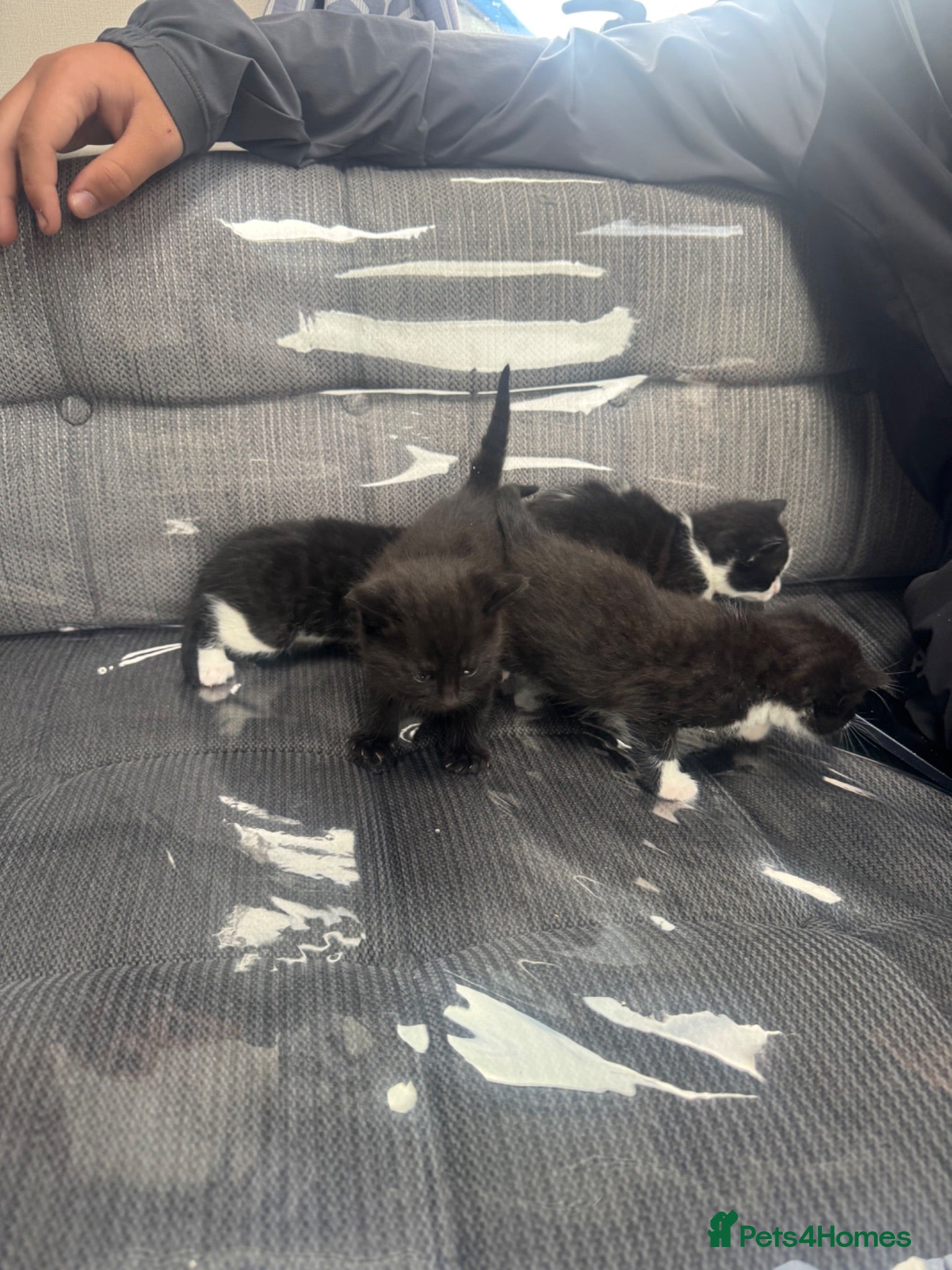 Mixed Breed cats KITTENS FOR SALE  - Advert 1