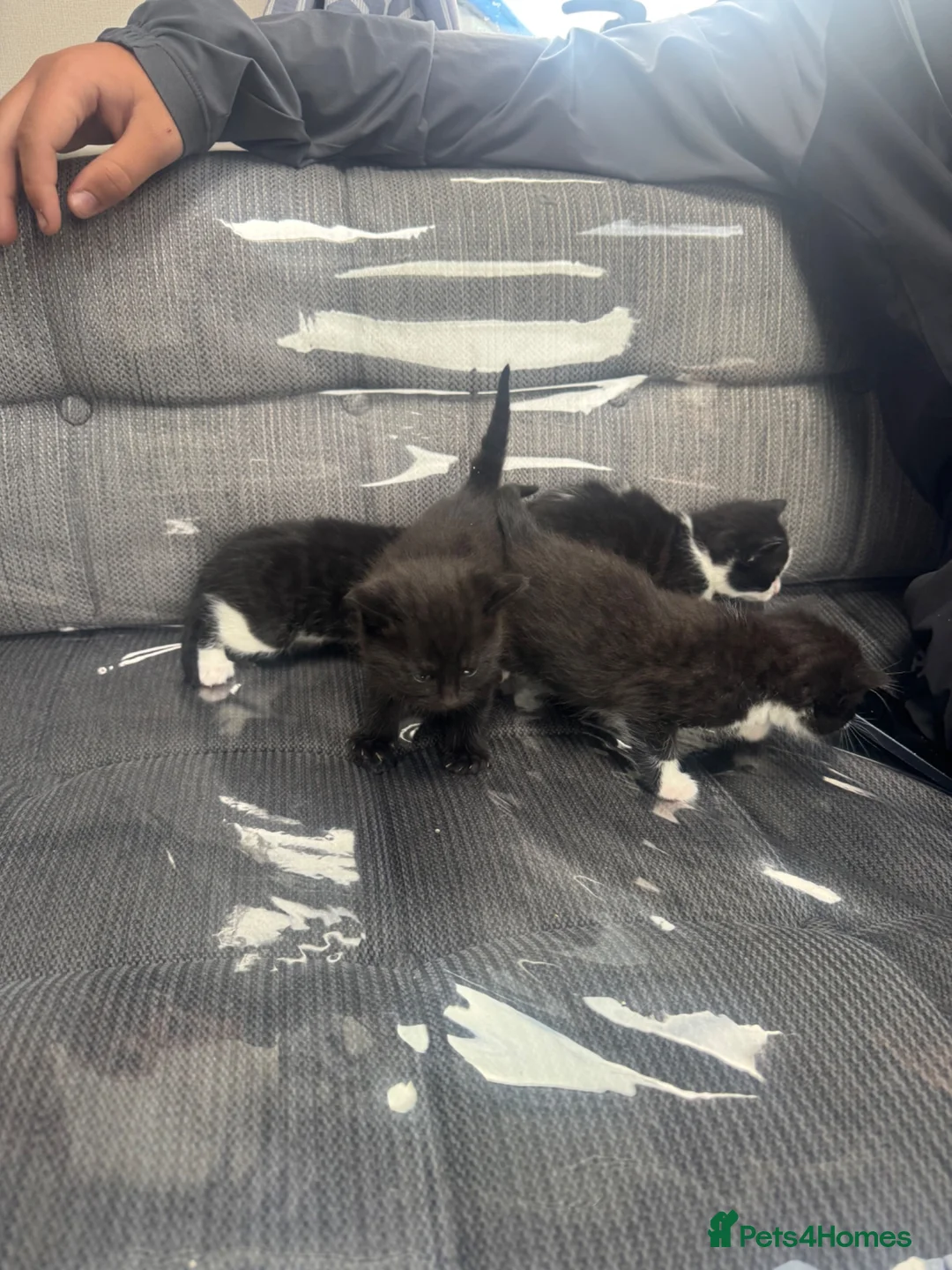 Mixed Breed cats for sale: KITTENS FOR SALE  - Advert 1