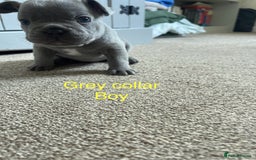 French Bulldog dogs for sale: French bulldog  - Image 13